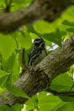 Black-and-white Warbler