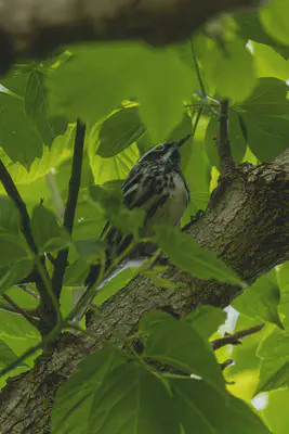 Black-and-white Warbler