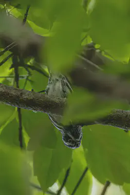 Black-and-white Warbler